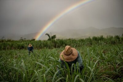 Kō Hana Hawaiian Rum Distillery Tour and Tasting for One