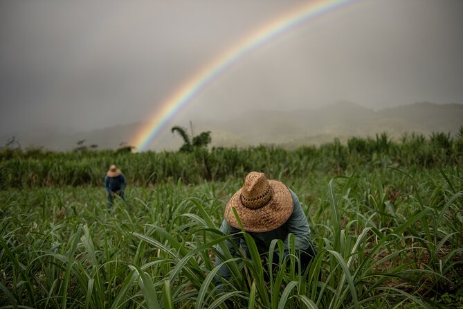 Kō Hana Hawaiian Rum Distillery Tour and Tasting for One - Fresh cane juice and the Kunia setting