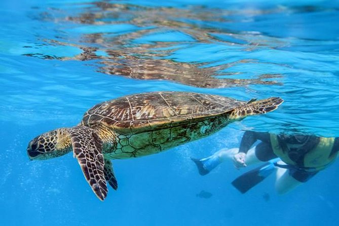 Ko Olina Catamaran Sail and Snorkel with Lunch - Is the Ko Olina Catamaran Sail and Snorkel worth booking?