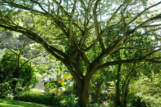 Ko Olina to North Shore Experience -Waimea Falls, Beaches & more - Haleiwa, shave ice, and a quick taste of town