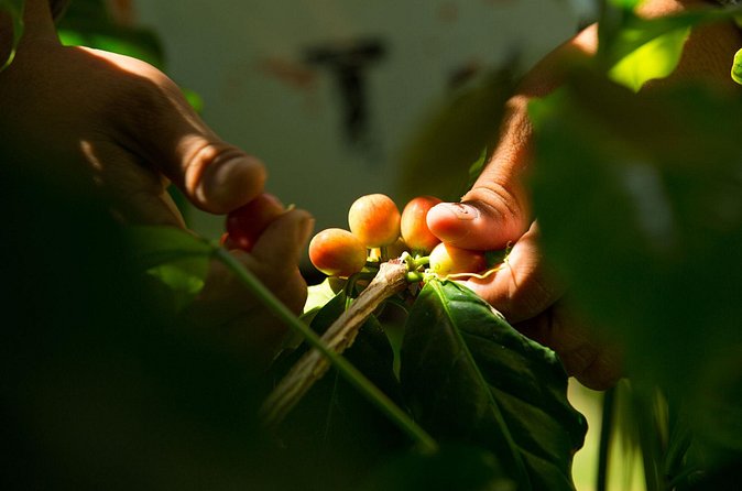 Kona Coffee Tasting: A Farm to Cup Experience - Why the location matters on an Oahu itinerary