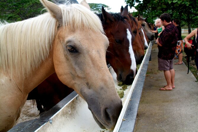 Kualoa Ranch - Horseback Walking Tour - Getting comfortable in the saddle