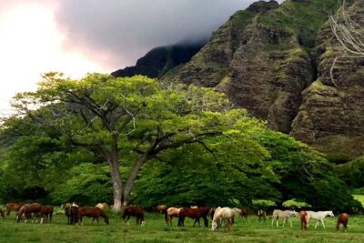 Kualoa Ranch – Horseback Walking Tour