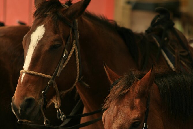 Kualoa Ranch - Horseback Walking Tour - Is $173.74 a fair price?