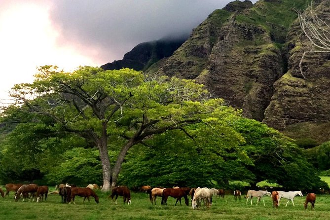 Kualoa Ranch - Horseback Walking Tour - Checking in at Kualoa Ranch