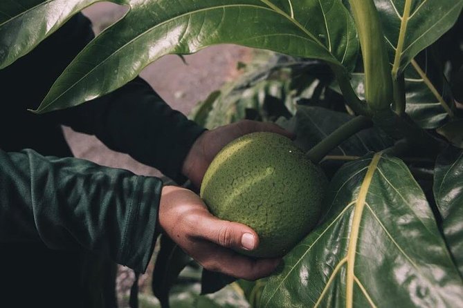Kualoa Ranch - Kualoa Grown Tour - What the guide adds to the experience