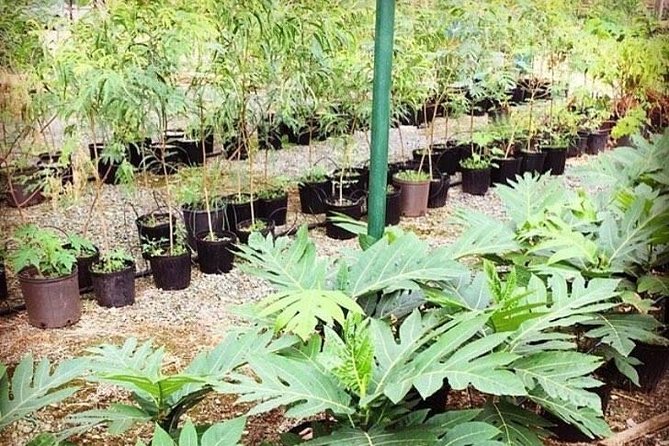 Kualoa Ranch - Kualoa Grown Tour - Is $67.24 a fair price?