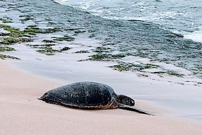 Luxury Oahu Island Tour, Private and Customizable (4 adults max) - Makapuʻu Point starts the day with open ocean views