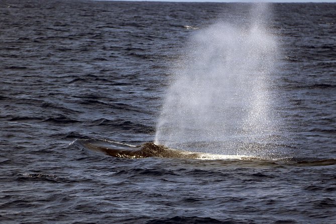 Luxury Snorkel Cruise, Local Buffet with Whale & Dolphin Watch - About an Hour at the Snorkeling Site