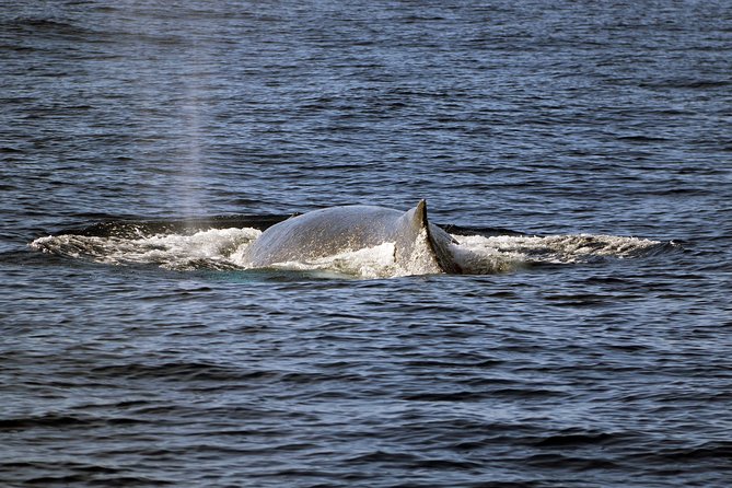 Luxury Snorkel Cruise, Local Buffet with Whale & Dolphin Watch - The Hawaiian Buffet and Drinks