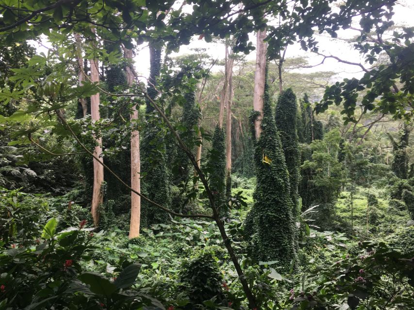 Manoa Falls eBike to Hike - Hiking the Mānoa Falls trail