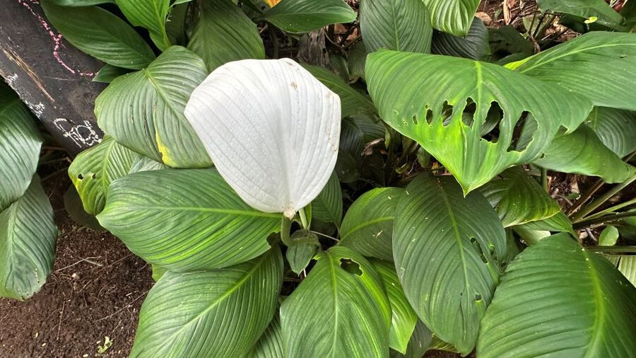 Manoa Falls eBike to Hike - The waterfall depends on the weather