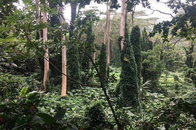 Manoa Falls-Electric Bike to Hike Experience Local meal included - Riding into Manoa Valley
