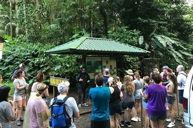 Manoa Falls Rainforest & Self-Guided Hike - From Waikiki Shuttle to Rainforest Trailhead
