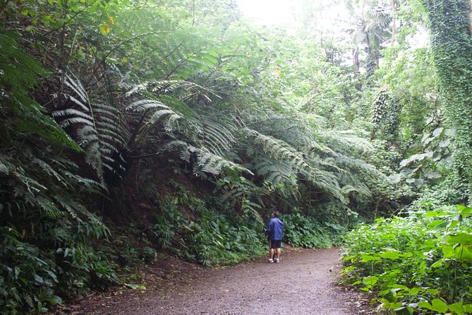 Manoa Falls Rainforest & Self-Guided Hike - The Steeper Push Toward Manoa Falls