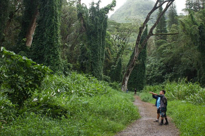 Manoa Falls Rainforest & Self-Guided Hike - Self-Guided Means Freedom, With a Few Limits