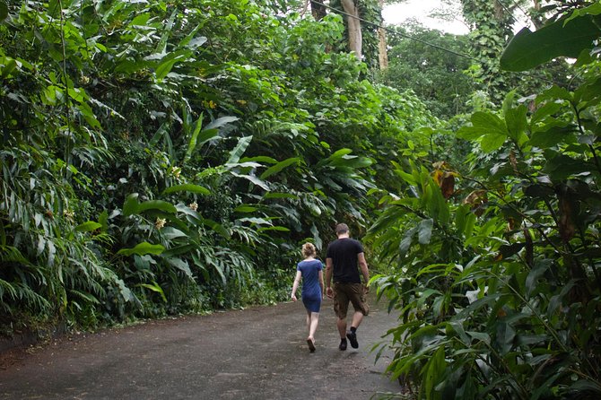 Manoa Falls Rainforest & Self-Guided Hike - Is $52.99 a Fair Price?