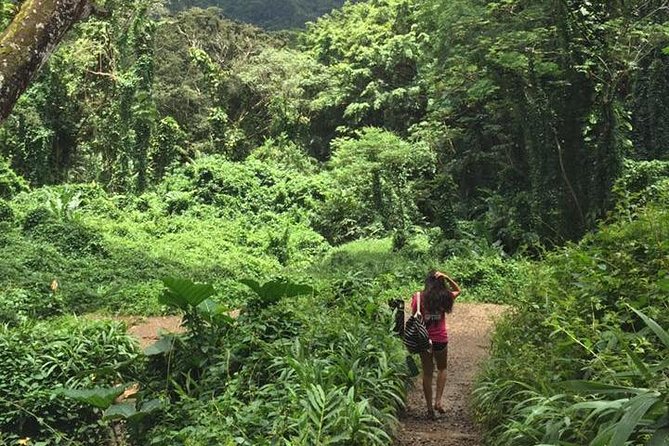Manoa Falls Rainforest & Self-Guided Hike - Practical Details That Can Make or Break the Morning