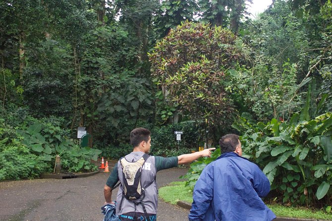 Manoa Falls Rainforest & Self-Guided Hike - Walking Through the Eucalyptus Groves