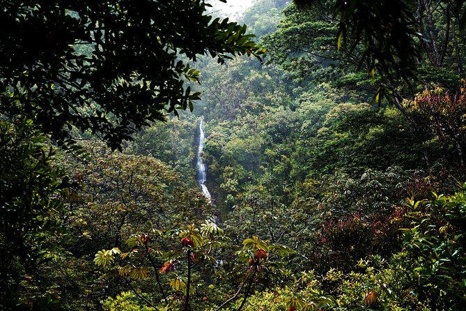 Manoa Waterfall Hike with Waikiki Pickup & Healthy Lunch - What to wear and carry for a safer hike