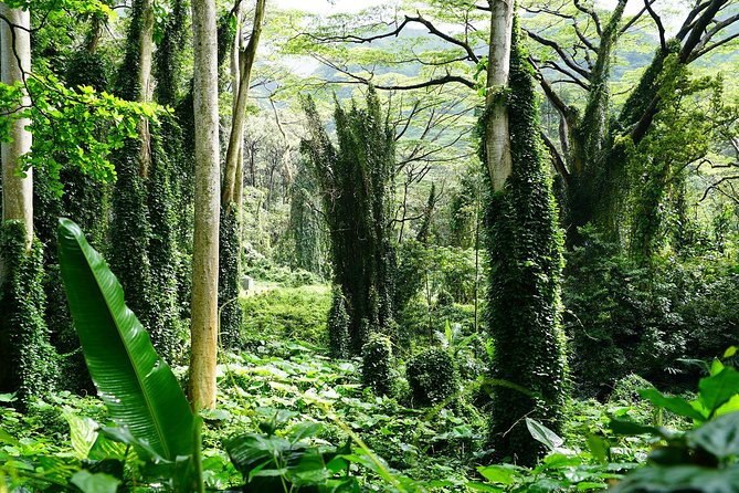 Manoa Waterfall Hike with Waikiki Pickup & Healthy Lunch - Who should book this Manoa Falls tour