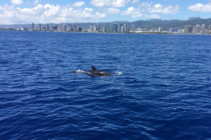 Moana’s VIP Waikiki Turtle Snorkeling Experience on Nalu - Nalu offers more than a ride to the reef