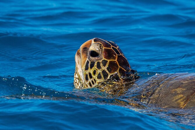 Moana’s Waikīkī Grand Guided Turtle Snorkel & Sailing Adventure - Turtle Canyon snorkeling and the search for reef life