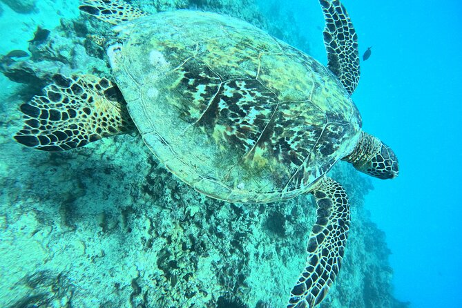 Moana’s Waikīkī Grand Guided Turtle Snorkel & Sailing Adventure - Who will get the most from this outing