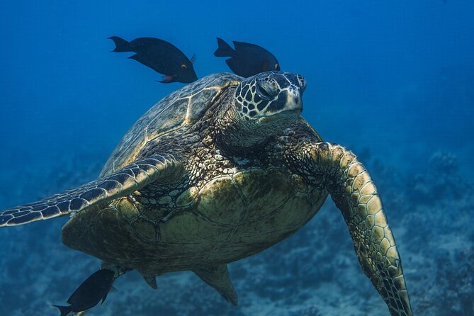 Moana’s Waikīkī Grand Guided Turtle Snorkel & Sailing Adventure - Getting ready for the water