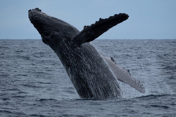 Moana’s Waikīkī Whale Watching Exploration - Key things to know before you book