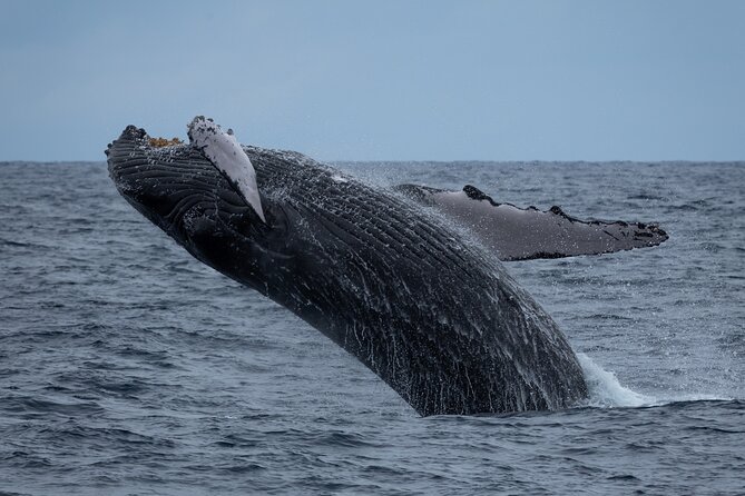 Moana’s Waikīkī Whale Watching Exploration - Setting out from Kewalo Basin Harbor at 8:00 am
