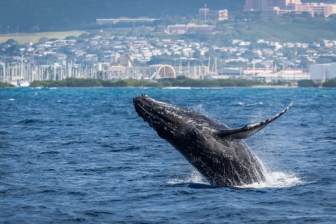 Moana’s Waikīkī Whale Watching Exploration - Dolphins, sea turtles, stingrays, and the rest of the search