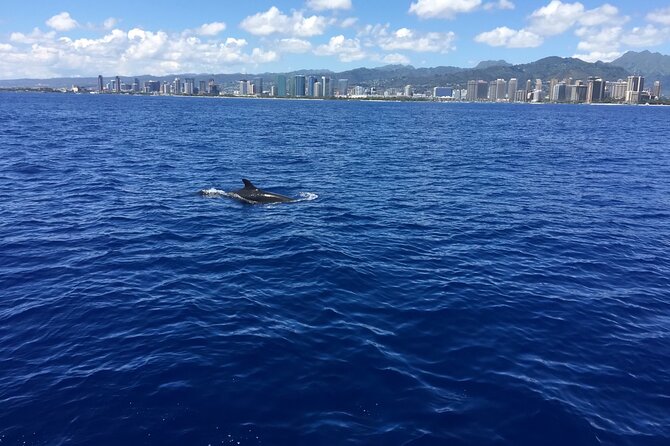 Moana’s Waikīkī Whale Watching Exploration - Timing, duration, and what the morning feels like