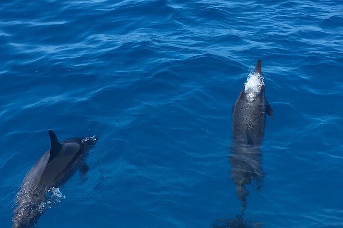 Moana’s Waikīkī Whale Watching Exploration - Mobility and harbor access