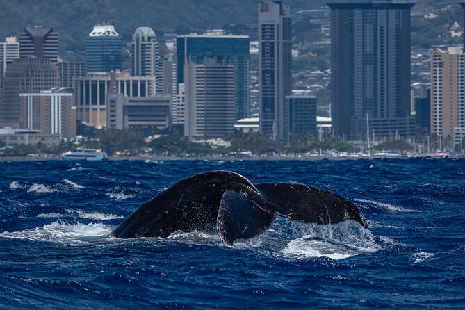 Moana’s Waikīkī Whale Watching Exploration - Searching for humpback whales from December through April