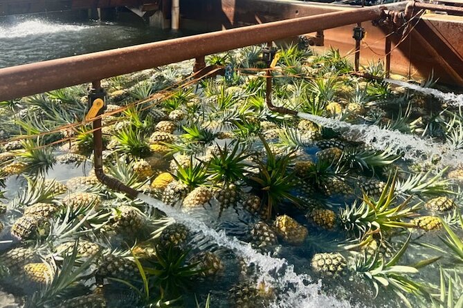 North Shore Dole Pineapple Farm Tour - Why this seven-hour North Shore day works