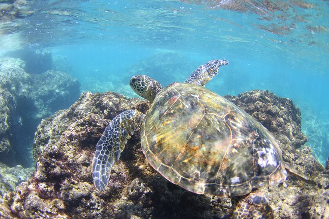 North Shore Stand-Up Paddleboard Lesson - Reaching the mountain-stream end