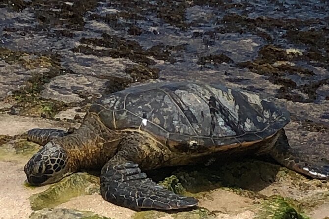 North Shore / Waimea, Falls Day & Swim with Turtles - North Shore beaches and sea turtle viewing