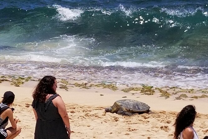 Northshore,Kailua,or Honolulu's Private Grand Circle Island Tour - North Shore route: turtles, shrimp, and Haleiwa