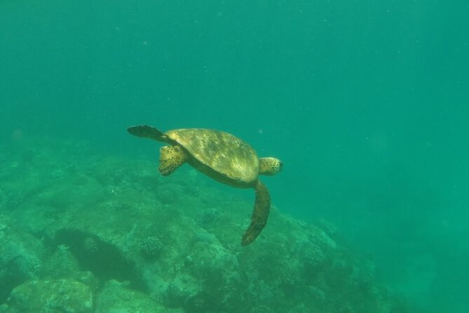 Northshore ocean adventure and circle islandJeep Tour- Guaranteed to see turtles - Haleiwa, food, and room for detours