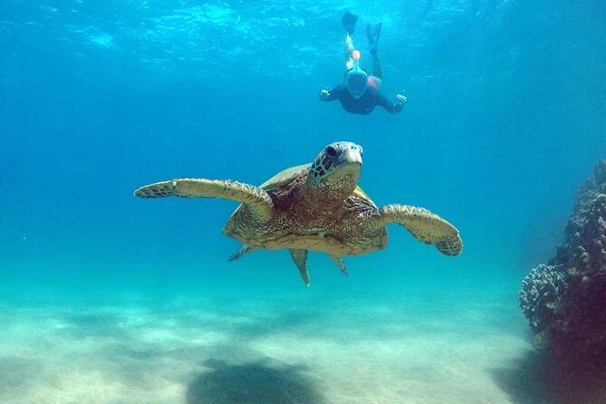 Oahu 5-in-1 Deluxe Cruise: Turtle Snorkeling & Ocean Activities - Price and what the $59 covers