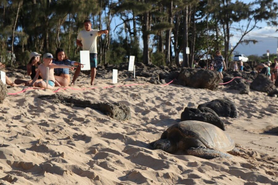 Oahu: Active Circle Island Tour - A full day built around Oahu’s variety