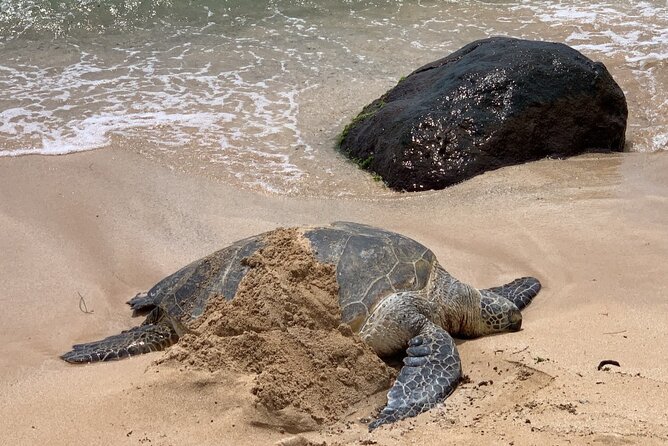 Oahu Allstar Circle Island Tour: Dole, Turtles, Blowhole, Fun - Diamond Head and Oahu’s southeast coast