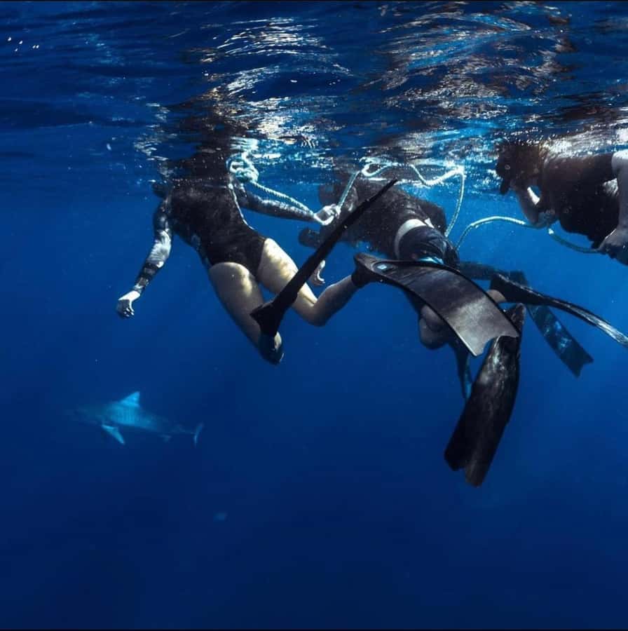 Oahu: Cageless Shark Dive Adventure - The sharks and other animals you might see