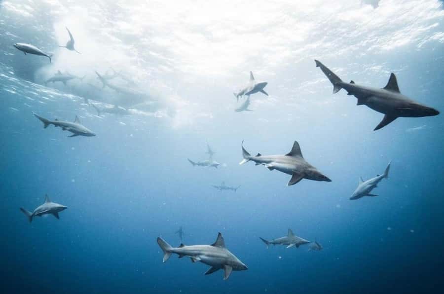 Oahu: Cageless Shark Dive Adventure - Why the six-person limit matters