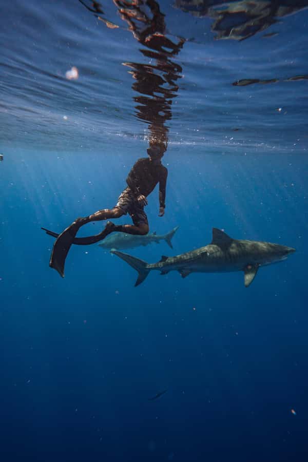 Oahu: Cageless Shark Dive Adventure - Making sense of the two-hour schedule