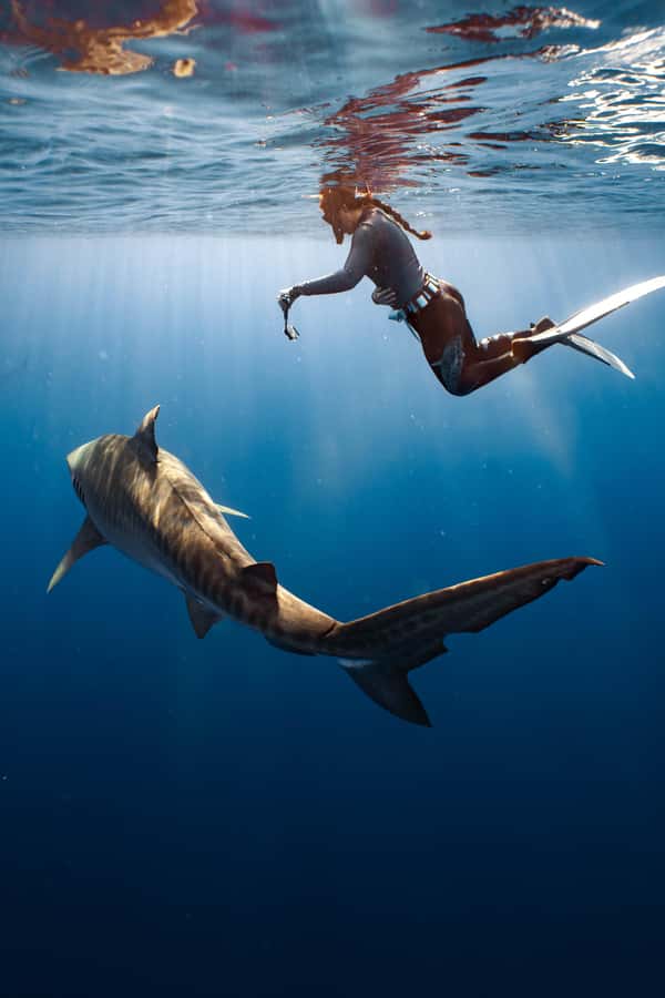 Oahu: Cageless Shark Dive Adventure - Is $121 a fair price?