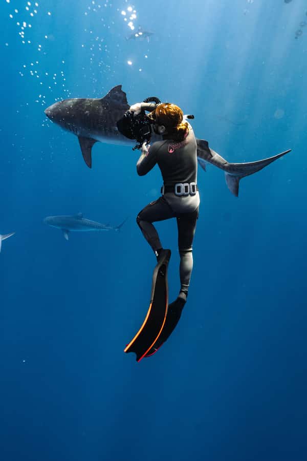 Oahu: Cageless Shark Dive Adventure - Who should book this shark encounter?