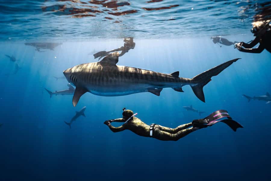 Oahu: Cageless Shark Dive Adventure - The cage-free shark swim