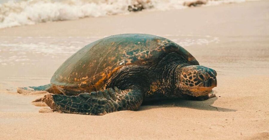 Oahu Circle Island Tour - Best Spots & Beaches - Key points to know before booking